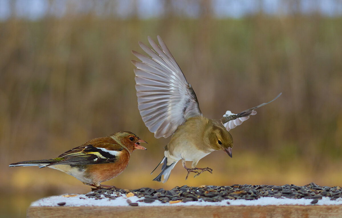 У кормушки... - Александр Посошенко У кормушки... - Александр Посошенко