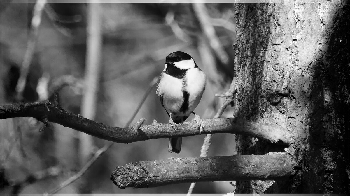 Синички (не будем забывать о кормушках)...сделайте кормушку для птиц. - "The Natural World" Александер