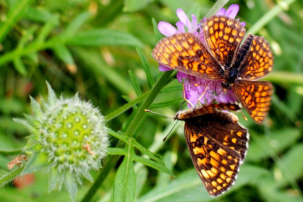 опять про бабочек 359 - Александр Прокудин