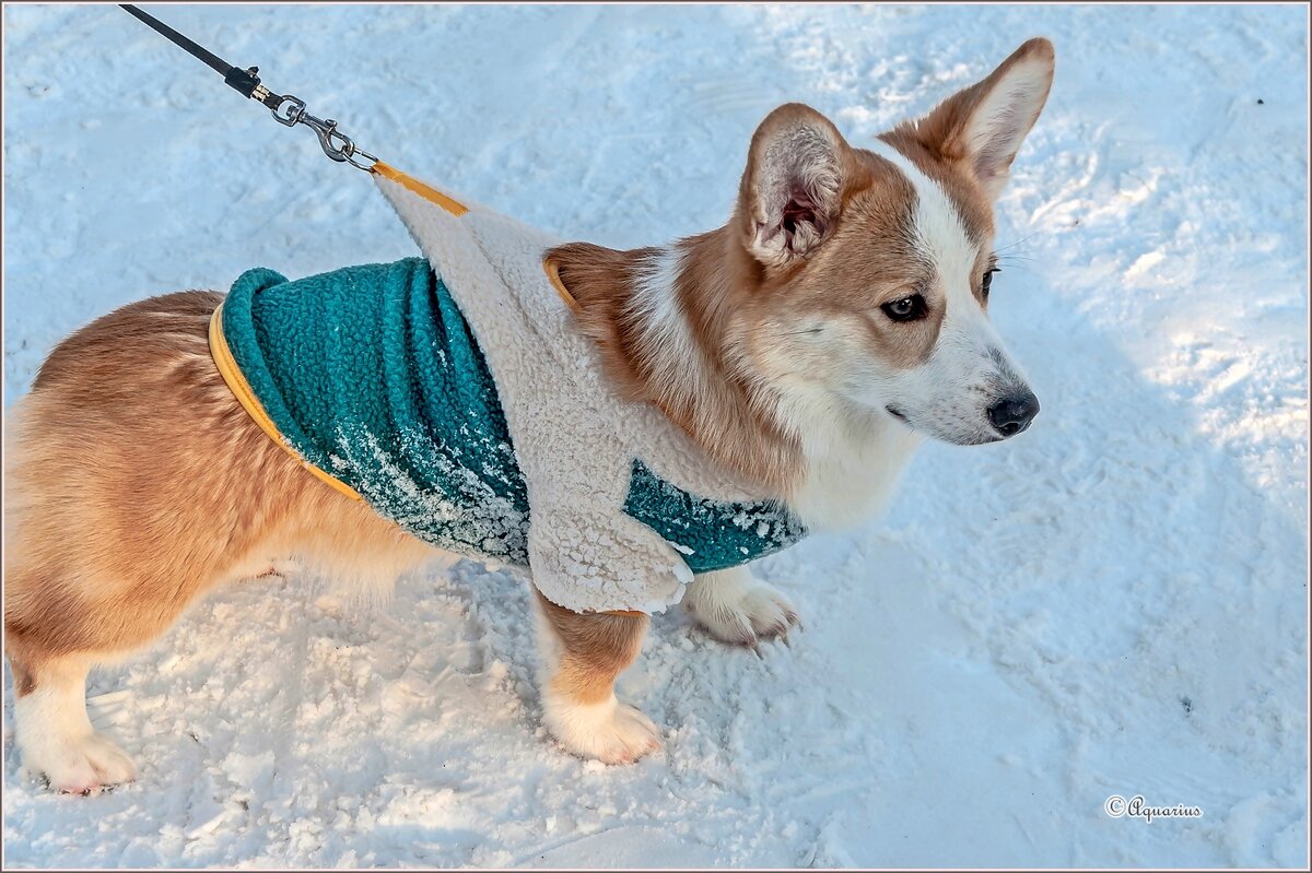 На прогулке... - Aquarius - Сергей На прогулке... - Aquarius - Сергей