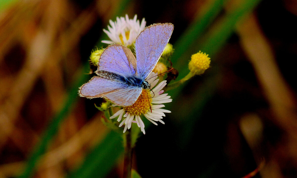 опять про бабочек 362 - Александр Прокудин опять про бабочек 362 - Александр Прокудин