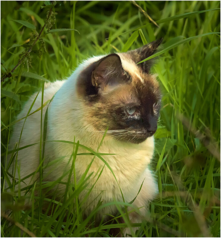 Соня - Валентин Котляров