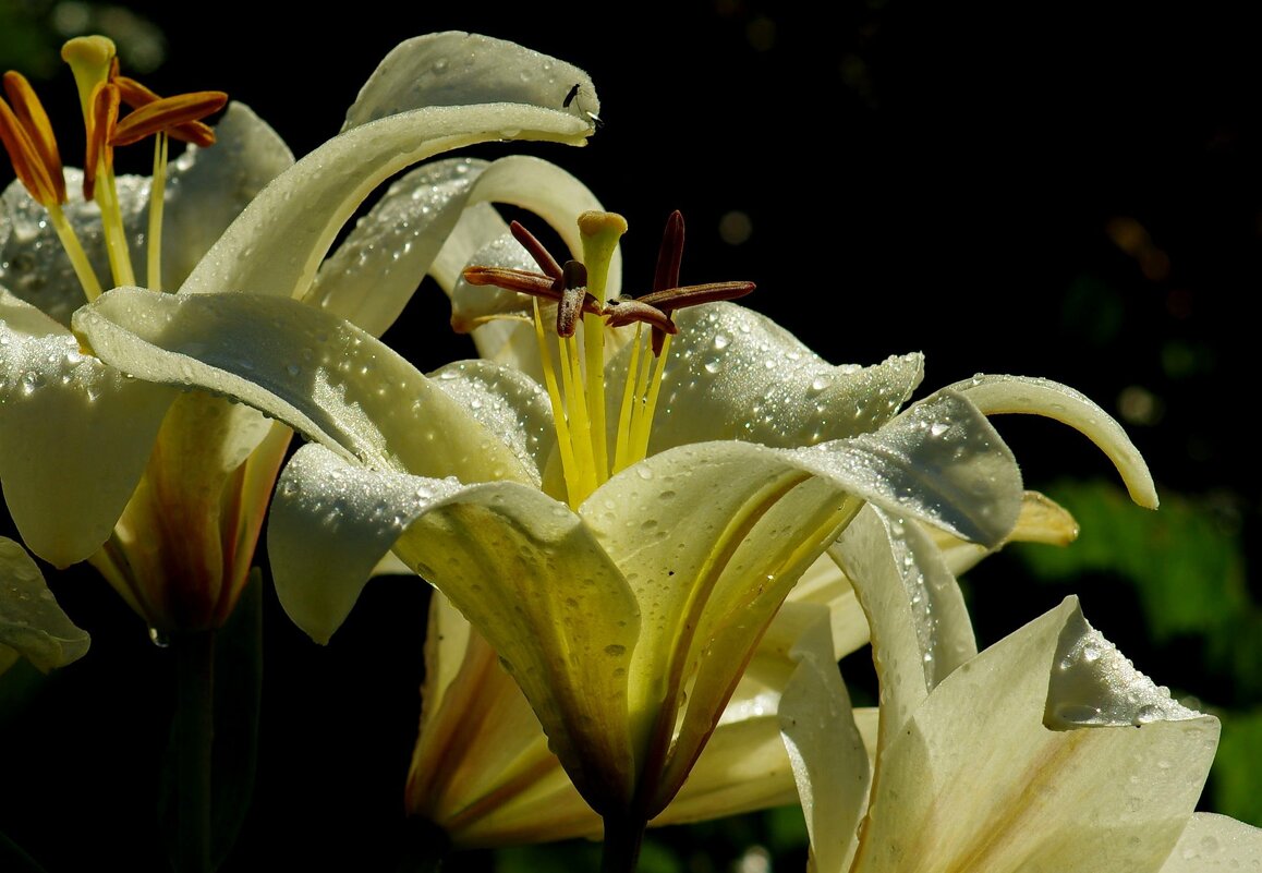 Лилии - Сергей Швечков