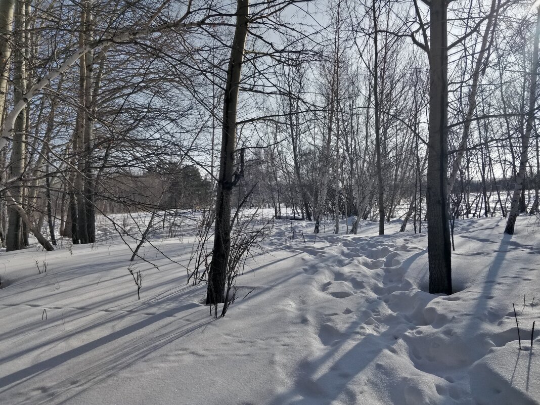 Осины - Андрей Хлопонин