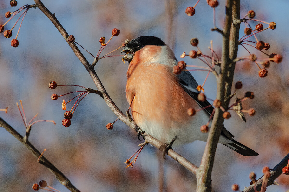 Снегирь. - Виктор Иванович Чернюк