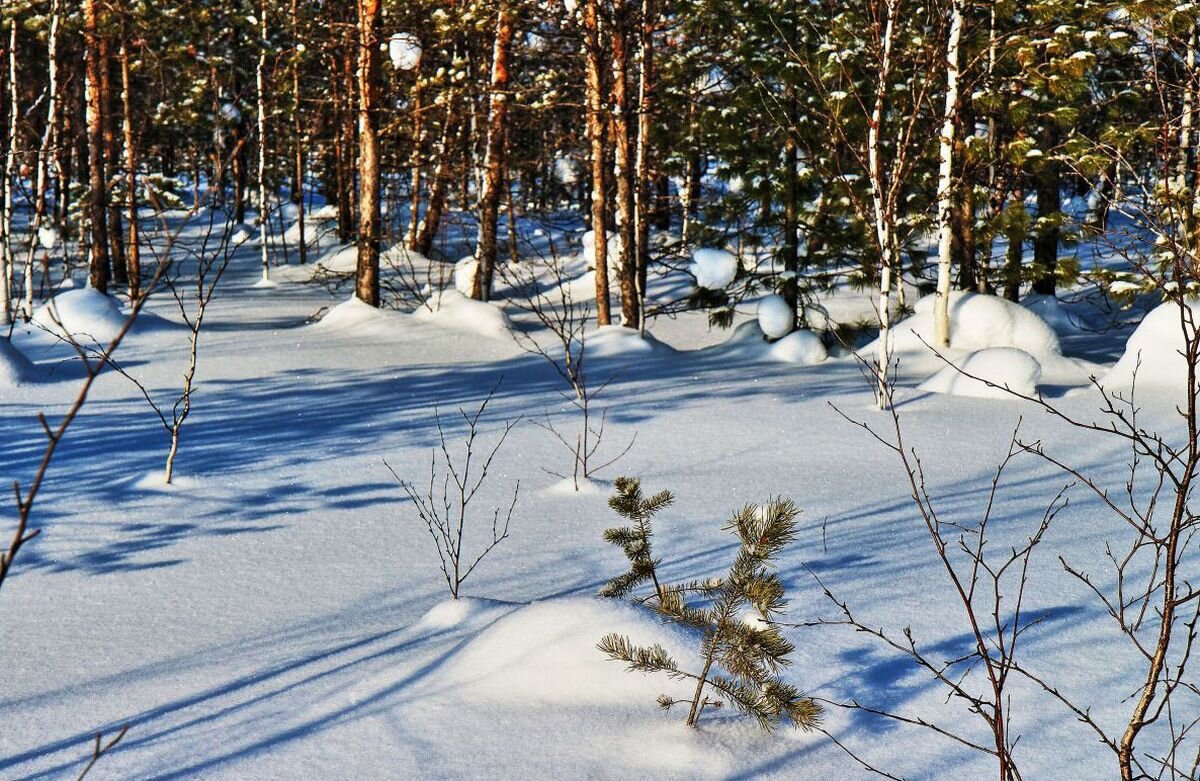 Февраль...Весна света на лесной полянке! - Владимир 
