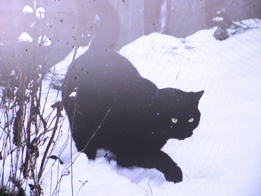 Пришёл в мой сад - Людмила Смородинская Пришёл в мой сад - Людмила Смородинская