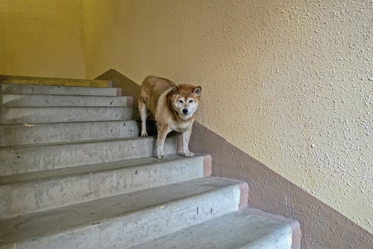 Тяжело старушке спускаться по лестнице - Валерий Иванович