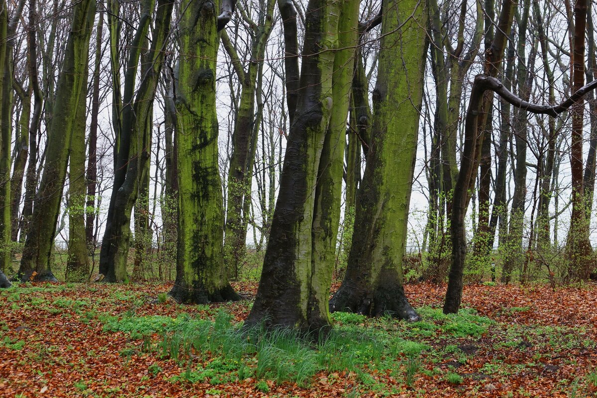 Весенний лес - Юрий. Шмаков