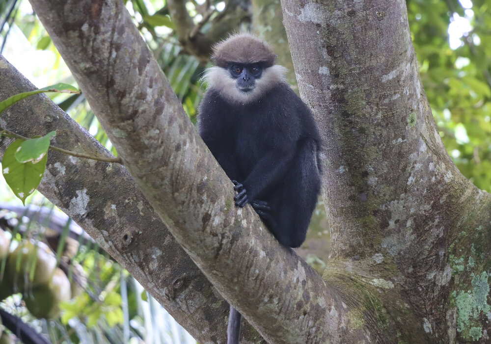 Ждёт угощения... - Галина Ильясова Ждёт угощения... - Галина Ильясова
