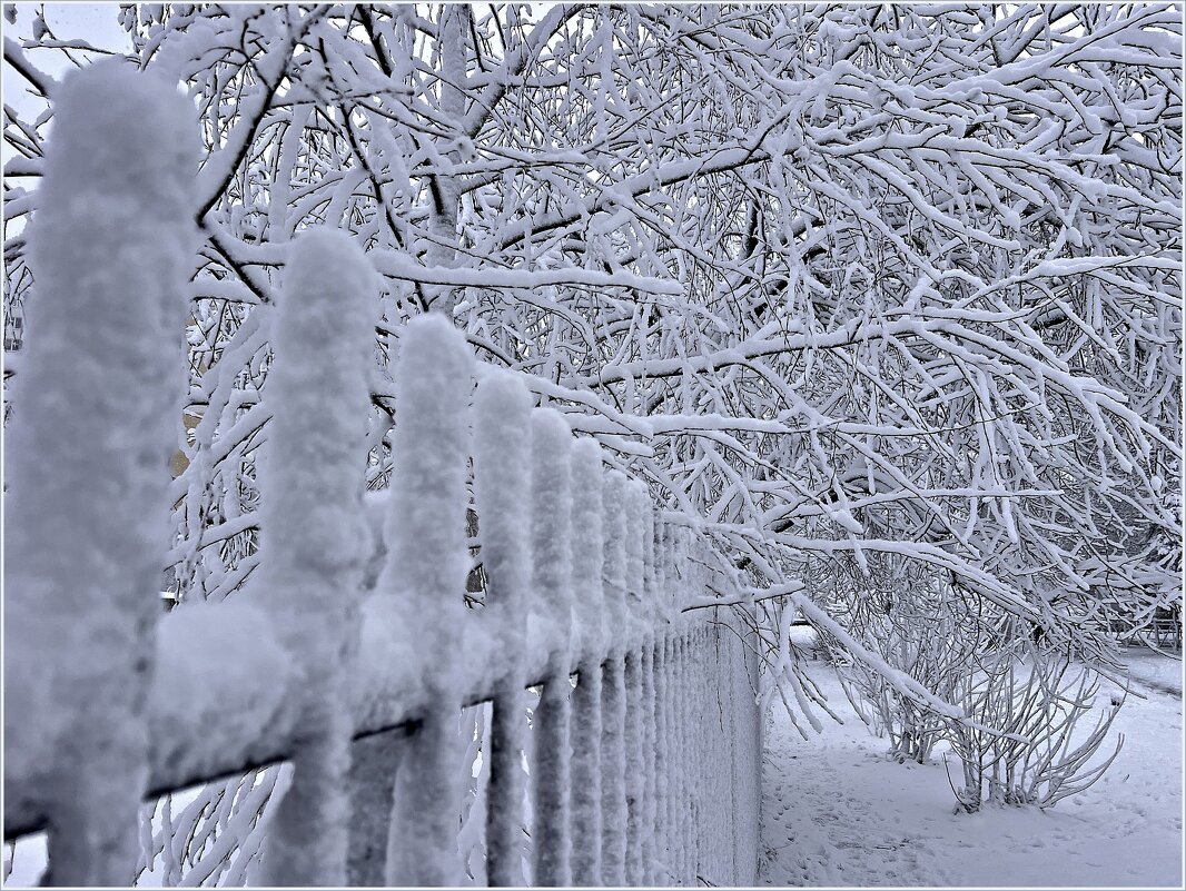 Зимняя красота. - Валерия Комова Зимняя красота. - Валерия Комова
