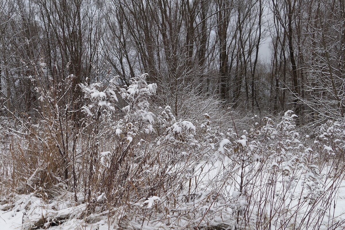 Бесцветный, неприметный февраль - Рита Симонова Бесцветный, неприметный февраль - Рита Симонова