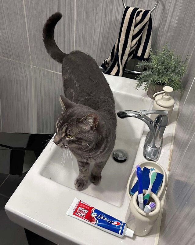 Хозяин - Ольга Довженко