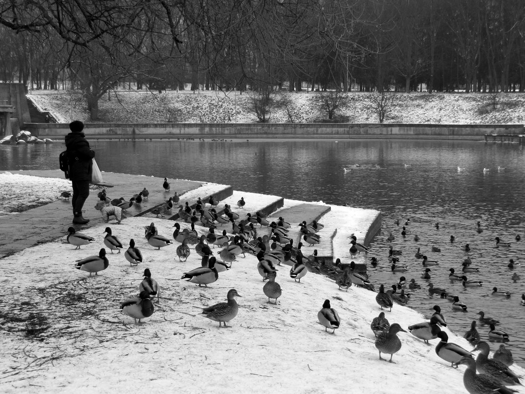 Покормите уточек зимой... - Татьяна Гнездилова Покормите уточек зимой... - Татьяна Гнездилова