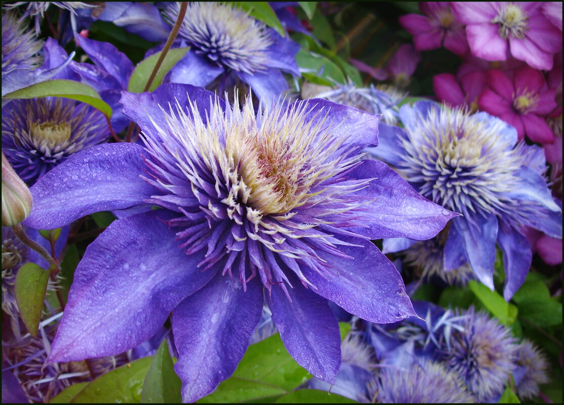 Клематис - lady v.ekaterina Клематис - lady v.ekaterina