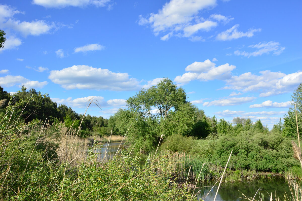 В степи. - Виктор 