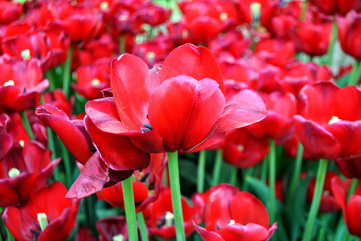 "Тьма на Руси означала десять тысяч.." - AleksSPb Лесниченко "Тьма на Руси означала десять тысяч.." - AleksSPb Лесниченко