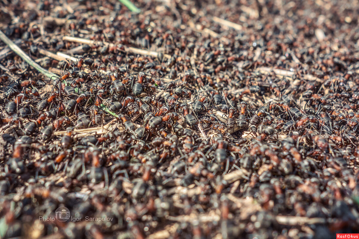 Весенняя суматоха рыжих лесных муравьёв - Игорь Сарапулов Весенняя суматоха рыжих лесных муравьёв - Игорь Сарапулов