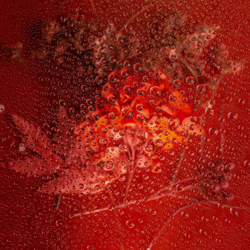 Красное на красном - Светлана Карнаух Красное на красном - Светлана Карнаух