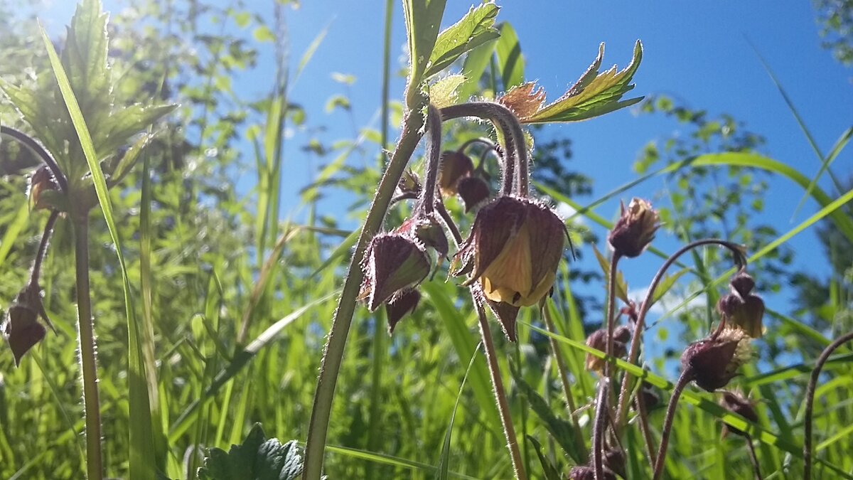 "...незатейливые простые..." - Olga Oskolkova