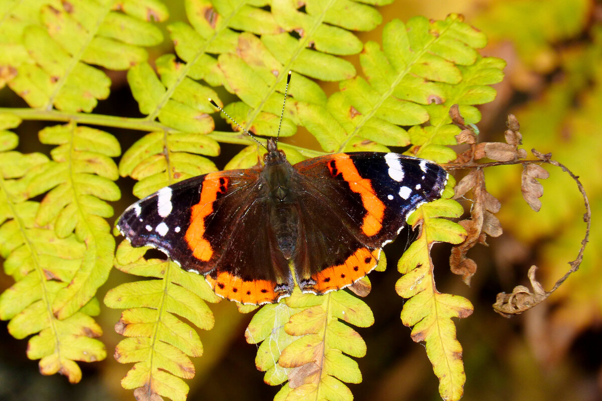 опять про бабочек 365 - Александр Прокудин опять про бабочек 365 - Александр Прокудин