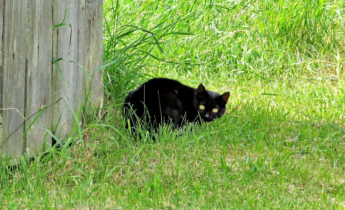 Черная кошка - Валерий Судачок