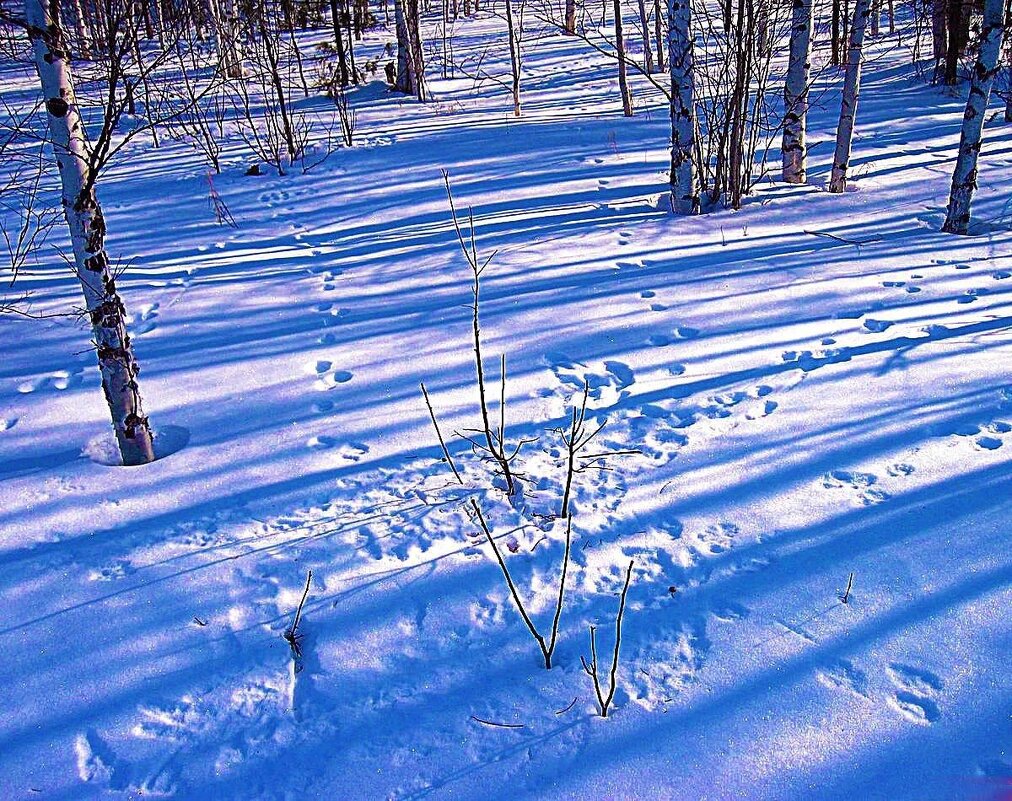 Январь..Мороз.Зайцы плясали на  снегу! - Владимир 