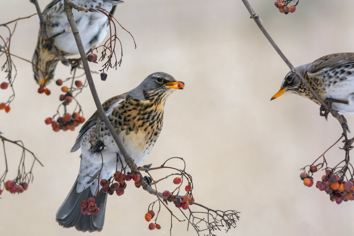 * - Виталий Емельянов