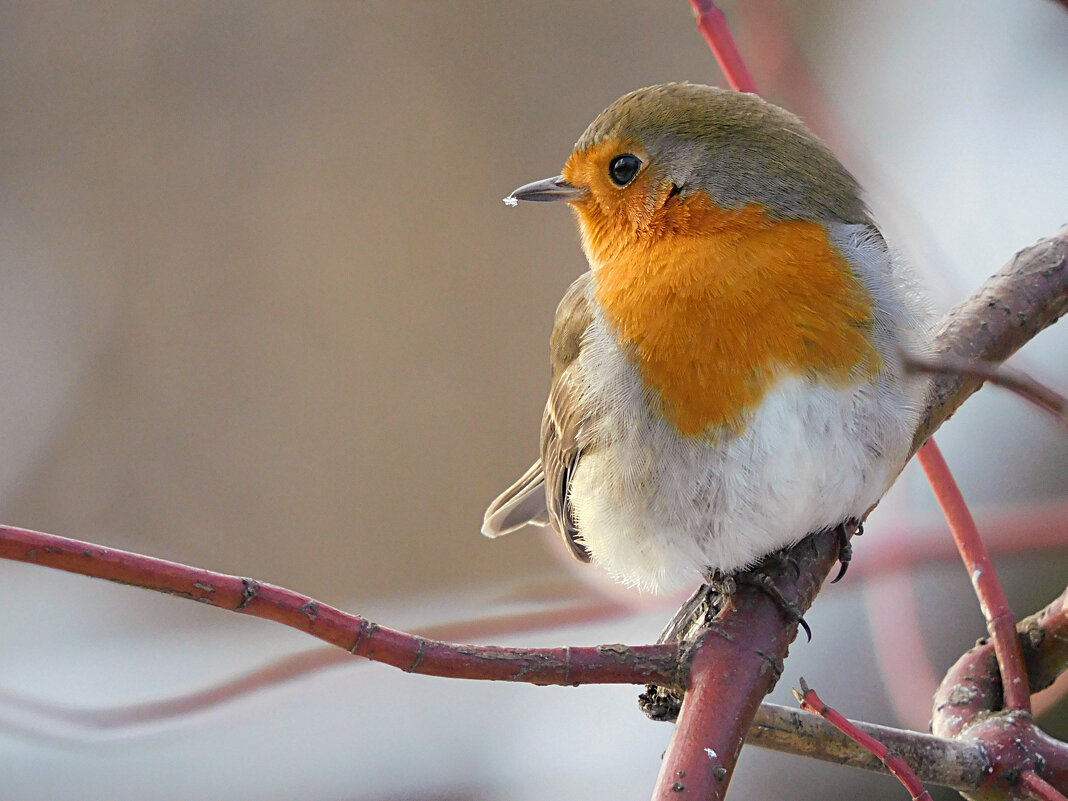 Зарянка - Лина Зарянка - Лина