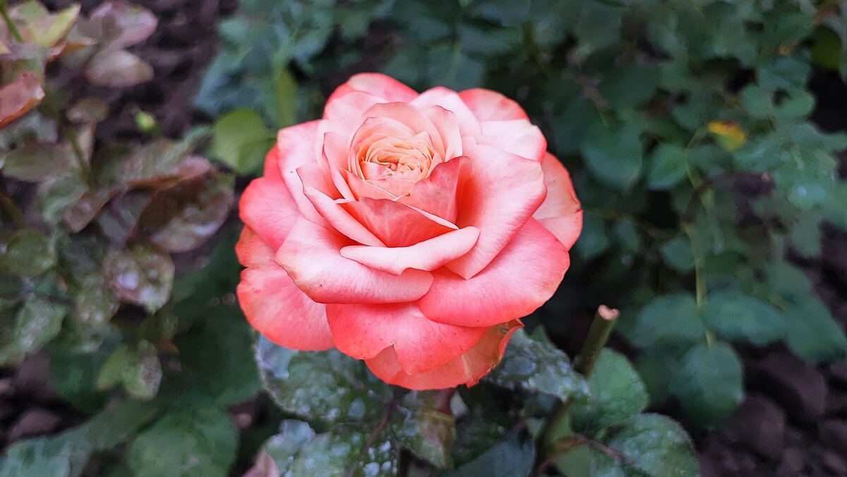 ,,, - Сергей Тимоновский ,,, - Сергей Тимоновский