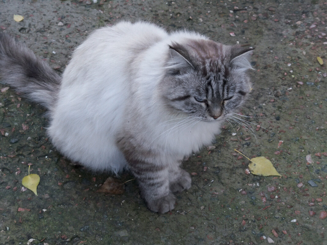 Чего то грустно мне... - Валентин Семчишин Чего то грустно мне... - Валентин Семчишин
