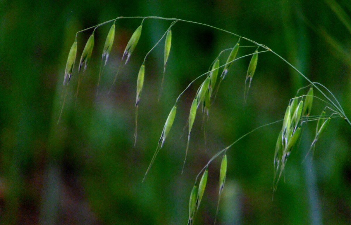 Нежный колосок. - nadyasilyuk Вознюк Нежный колосок. - nadyasilyuk Вознюк