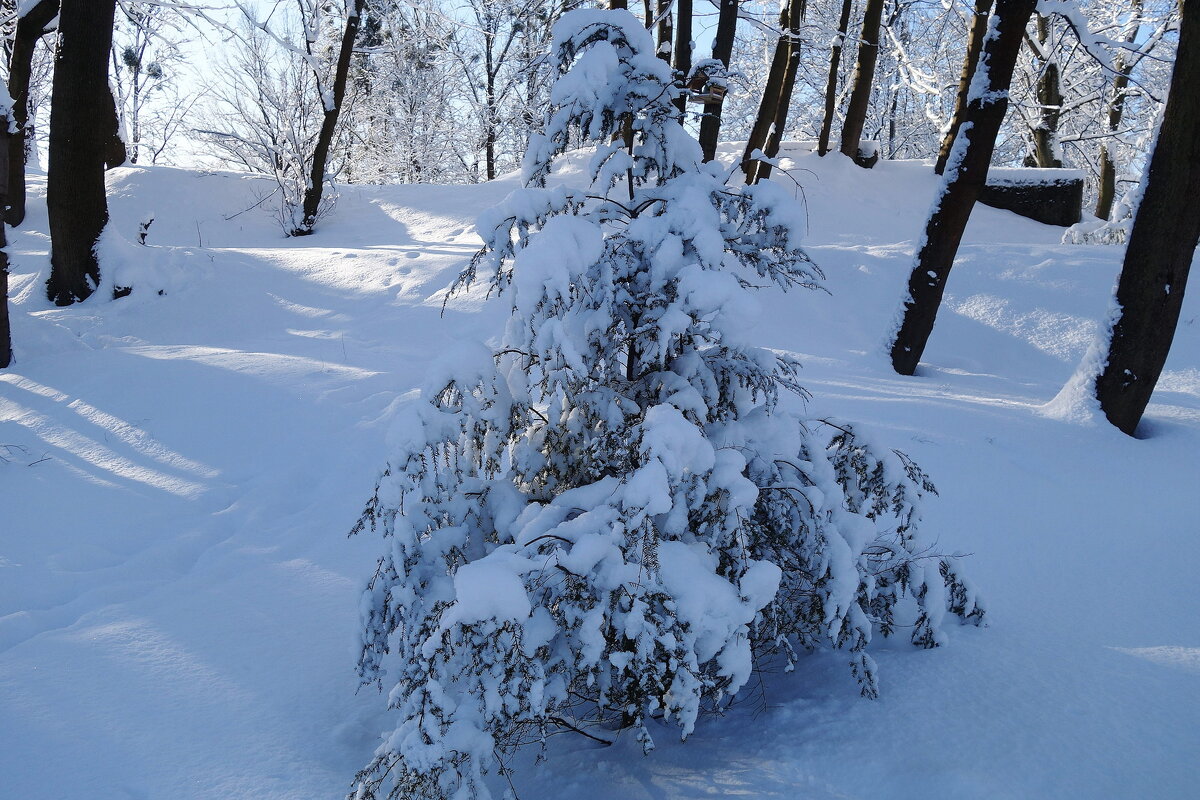 Солнечный, снежный февраль - Рита Симонова Солнечный, снежный февраль - Рита Симонова
