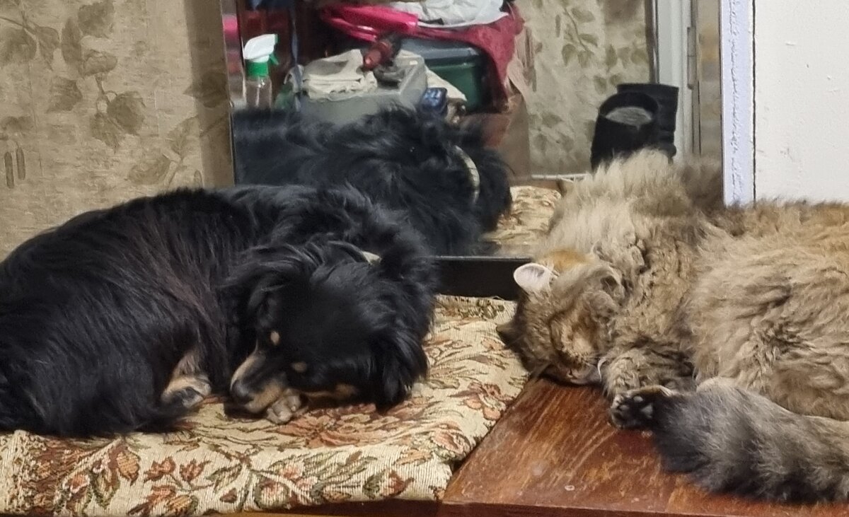 Дружный сон - Наталья Дружный сон - Наталья