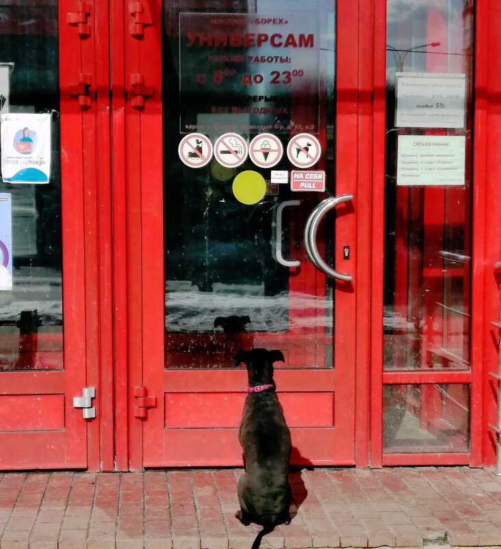 Курящим собакам с мороженым на роликовых коньках вход запрещён! - Борис Бутцев Курящим собакам с мороженым на роликовых коньках вход запрещён! - Борис Бутцев