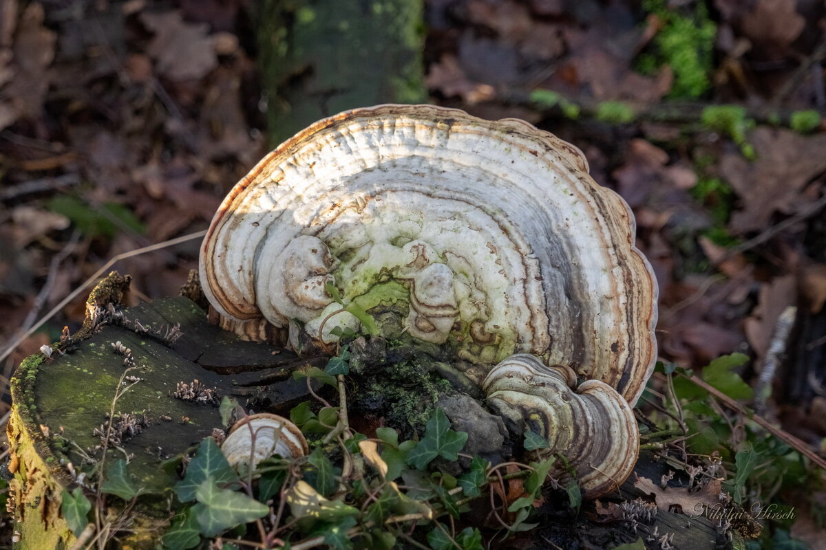 Красота на пне... - Николай Гирш Красота на пне... - Николай Гирш