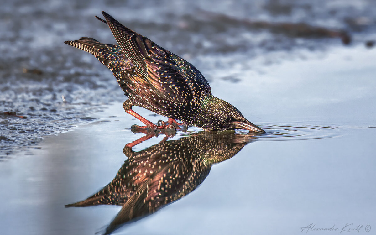 Пить! - Александр К. Пить! - Александр К.