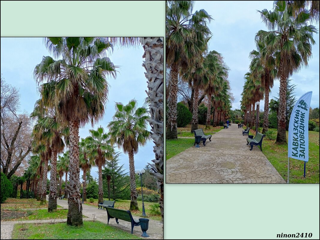 Адлер. Дендропарк "Южные культуры" - Нина Бутко