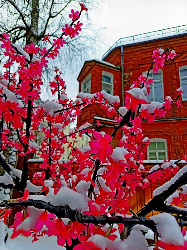 Цветущей сакуре снег не страшен! - Vladimir Semenchukov Цветущей сакуре снег не страшен! - Vladimir Semenchukov