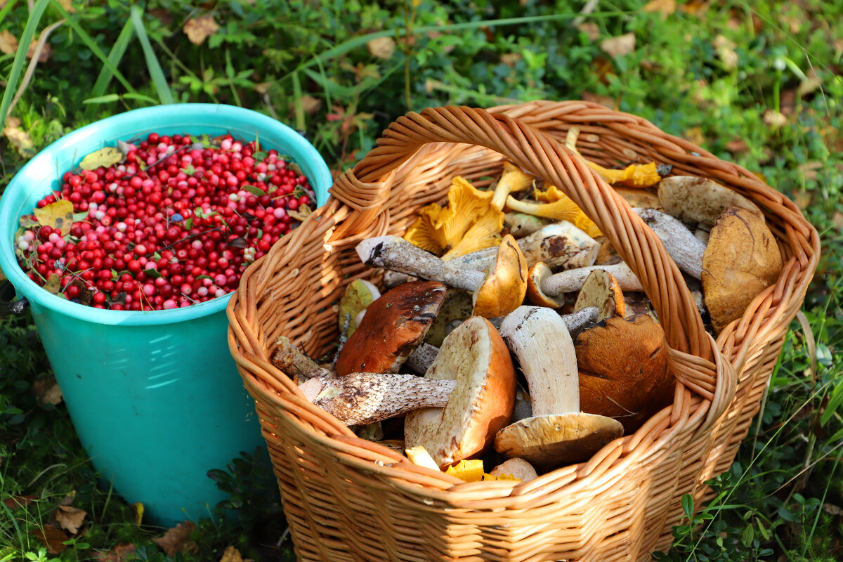 урожай 2024 - краснов юрий урожай 2024 - краснов юрий