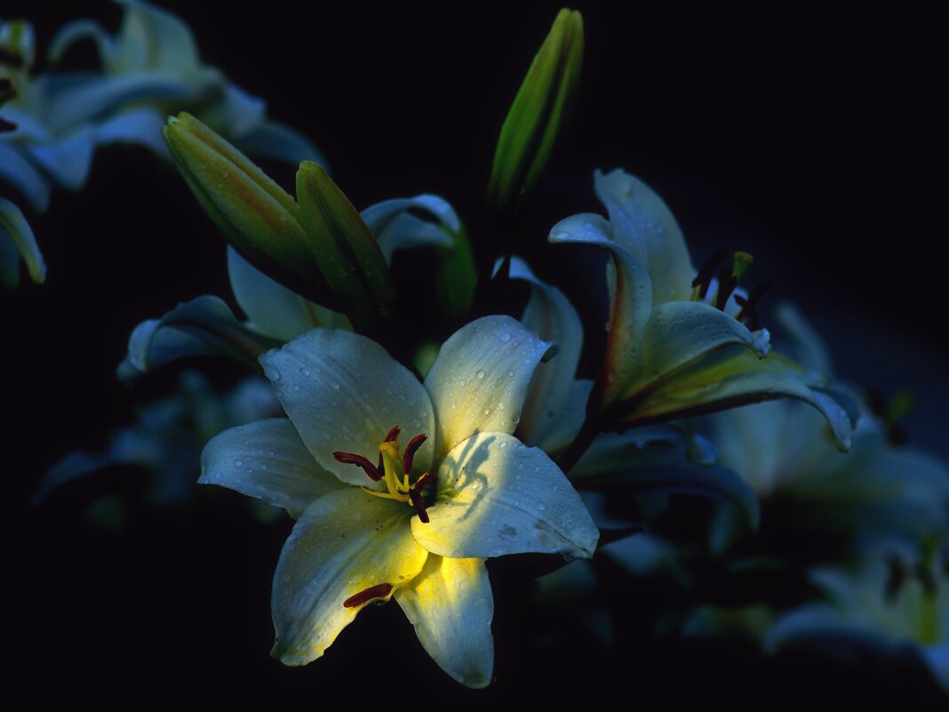 Теплый луч света - Сергей Швечков