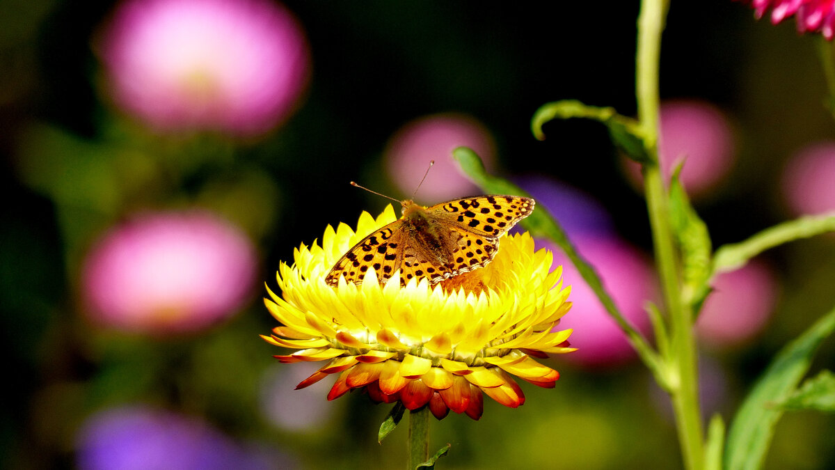 опять про бабочек 371 - Александр Прокудин опять про бабочек 371 - Александр Прокудин