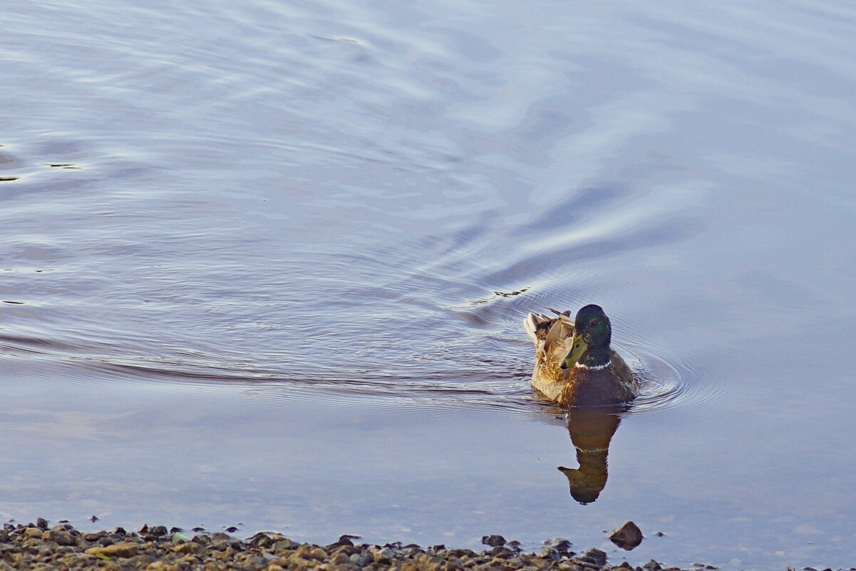 На реке - Сергей Швечков
