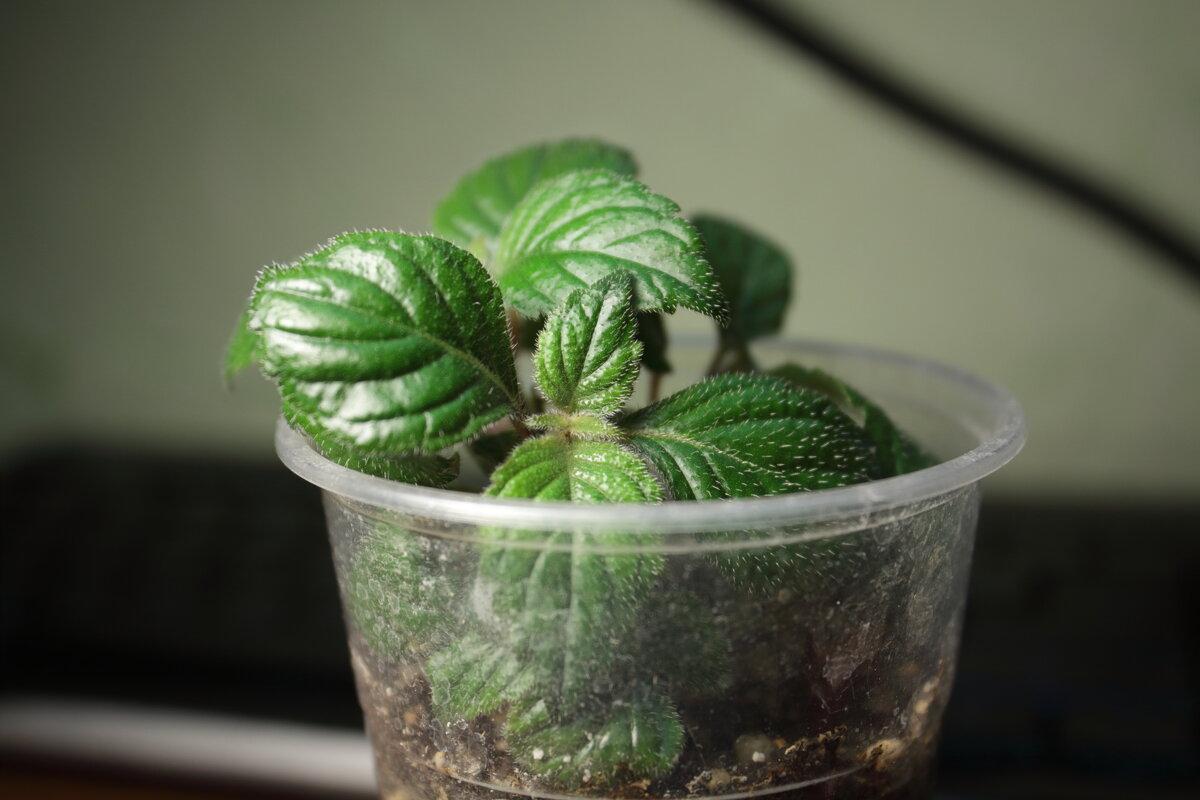 ЖИЗНЬ - Александр Кольцов