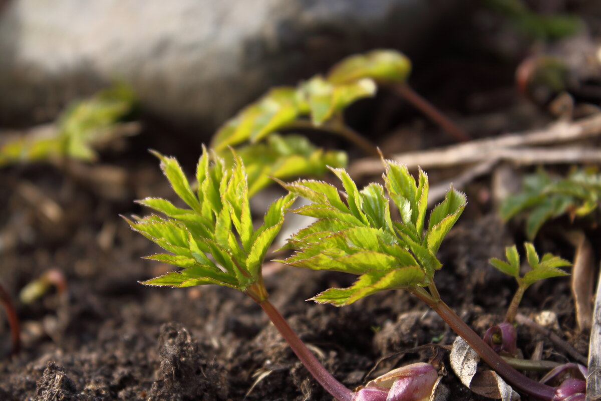 Сныть обыкнове́нная {Aegopódium podagrária} - Александр Кольцов