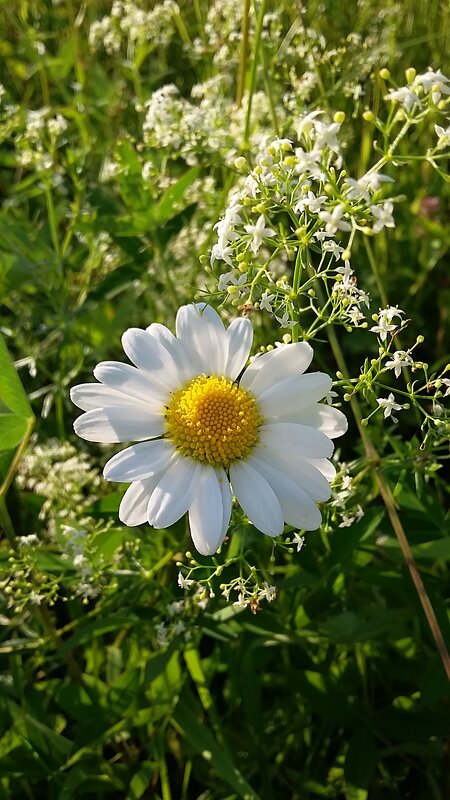 *** букет с ромашкой *** - Olga Oskolkova