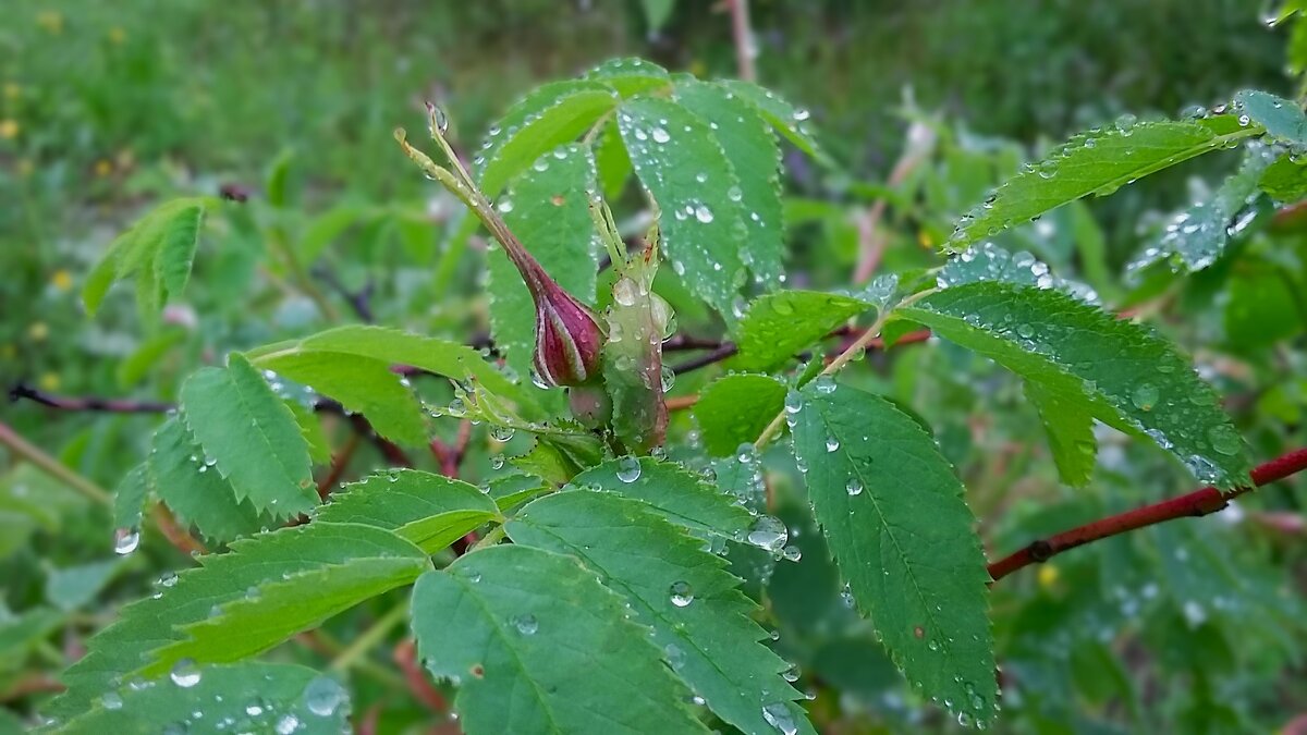 *** д о ж д л и в о *** - Olga Oskolkova *** д о ж д л и в о *** - Olga Oskolkova