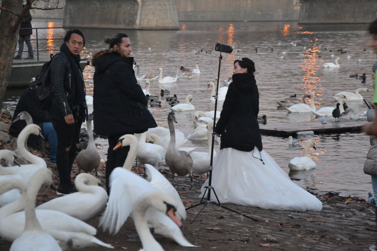 Лебеди и Лебёдка. - Надежда 