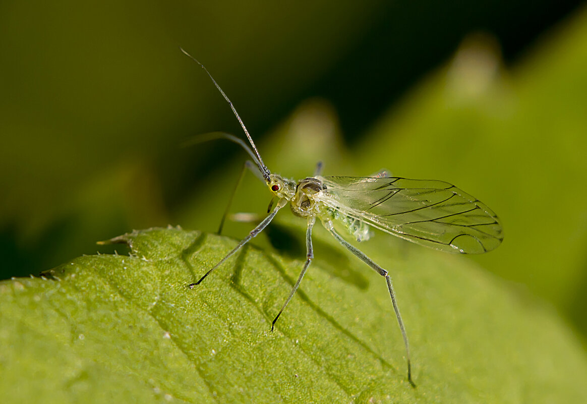 На листике - Андрей Пристяжнюк