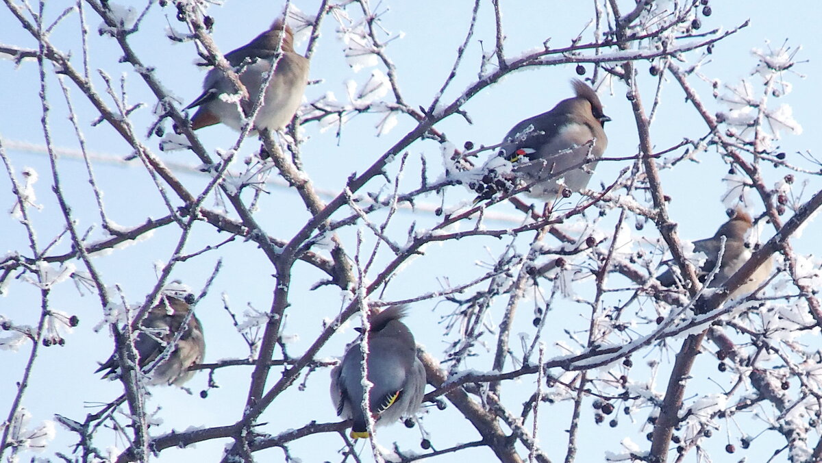 Свиристели. - сергей ермошкин Свиристели. - сергей ермошкин